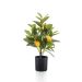 Planta decorativă, lămâi, 40cm
